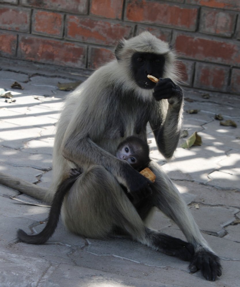 Фотография автора Pranay Shah