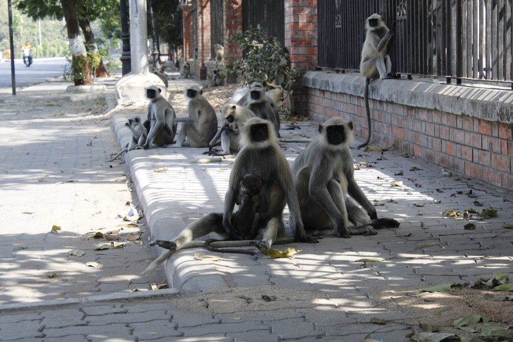 Фотография автора Pranay Shah