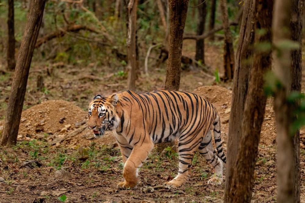 Photograph by Shamim