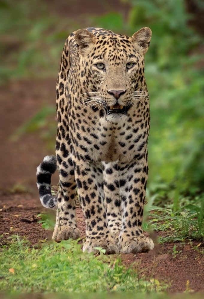 Photograph by USAIDUDDIN QUAZI