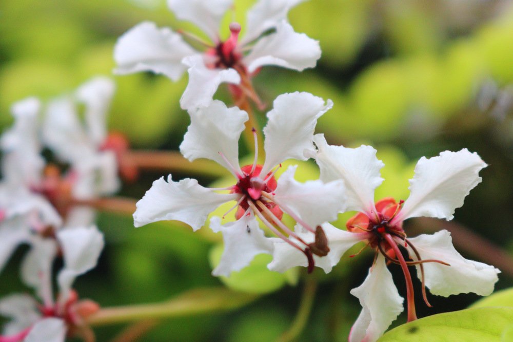 Photograph by Jonna Sabenorio