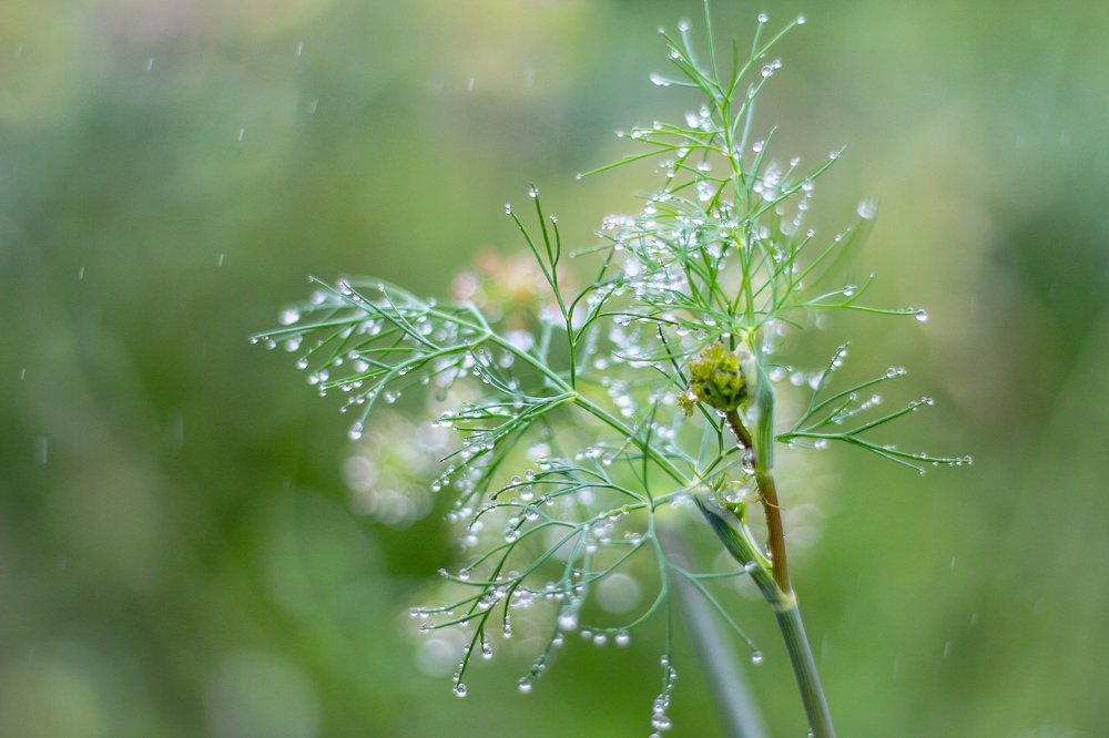 После дождя