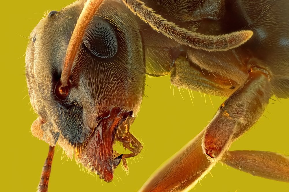 Голова муравья