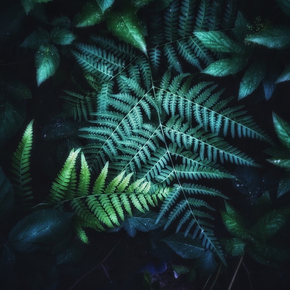 Photograph by Александр Сибиров