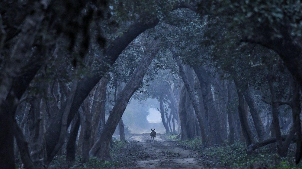 Photograph by Digambar Chaple