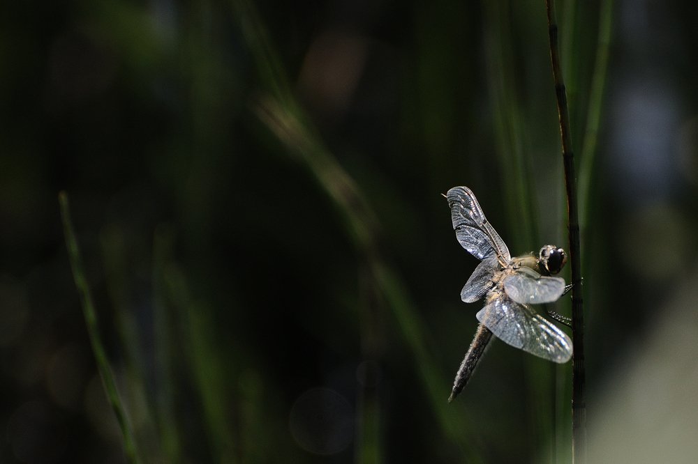 Photograph by Александр Алексеев