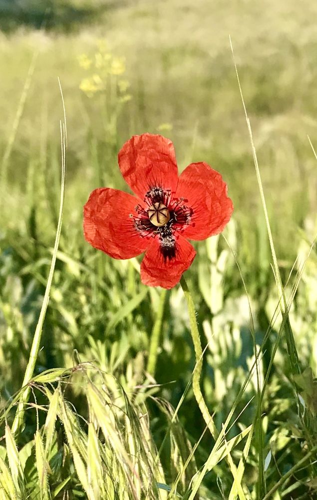 Photograph by Ирина Молибог