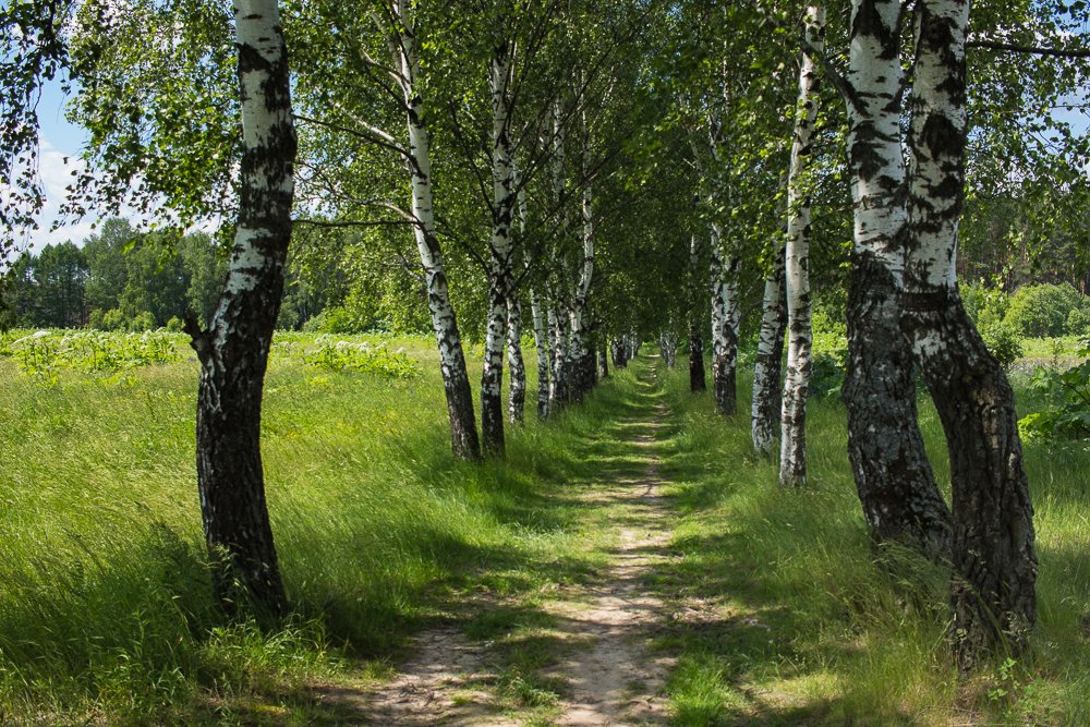 Photograph by Елена Шахова