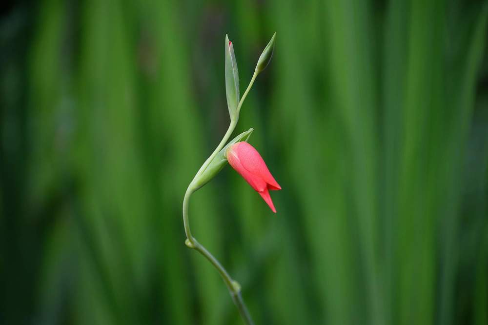 Photograph by Ajit Avabhrath