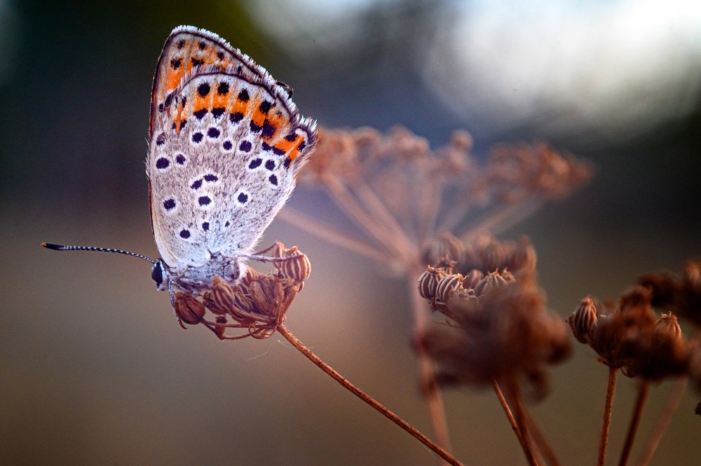 Photograph by Юрий Бершадский