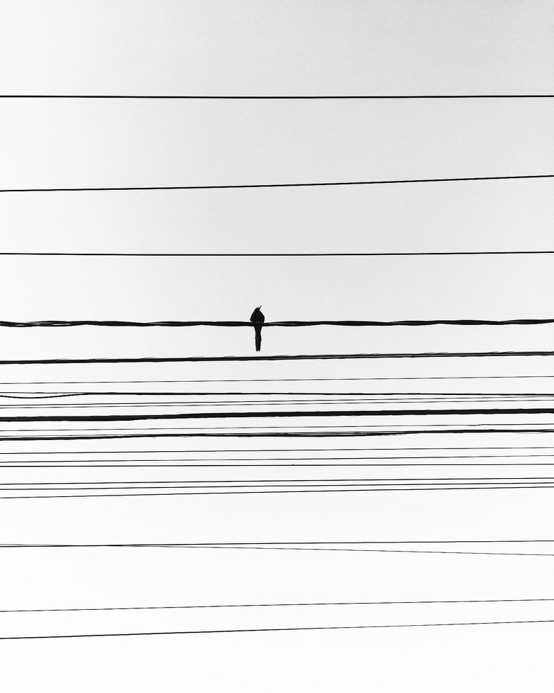 Pájaro en el alambre