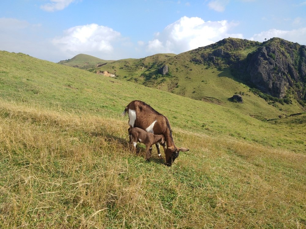 Photo #4779595
