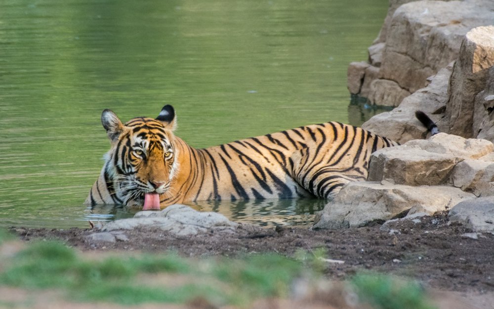 Photograph by Pramathesh Saha