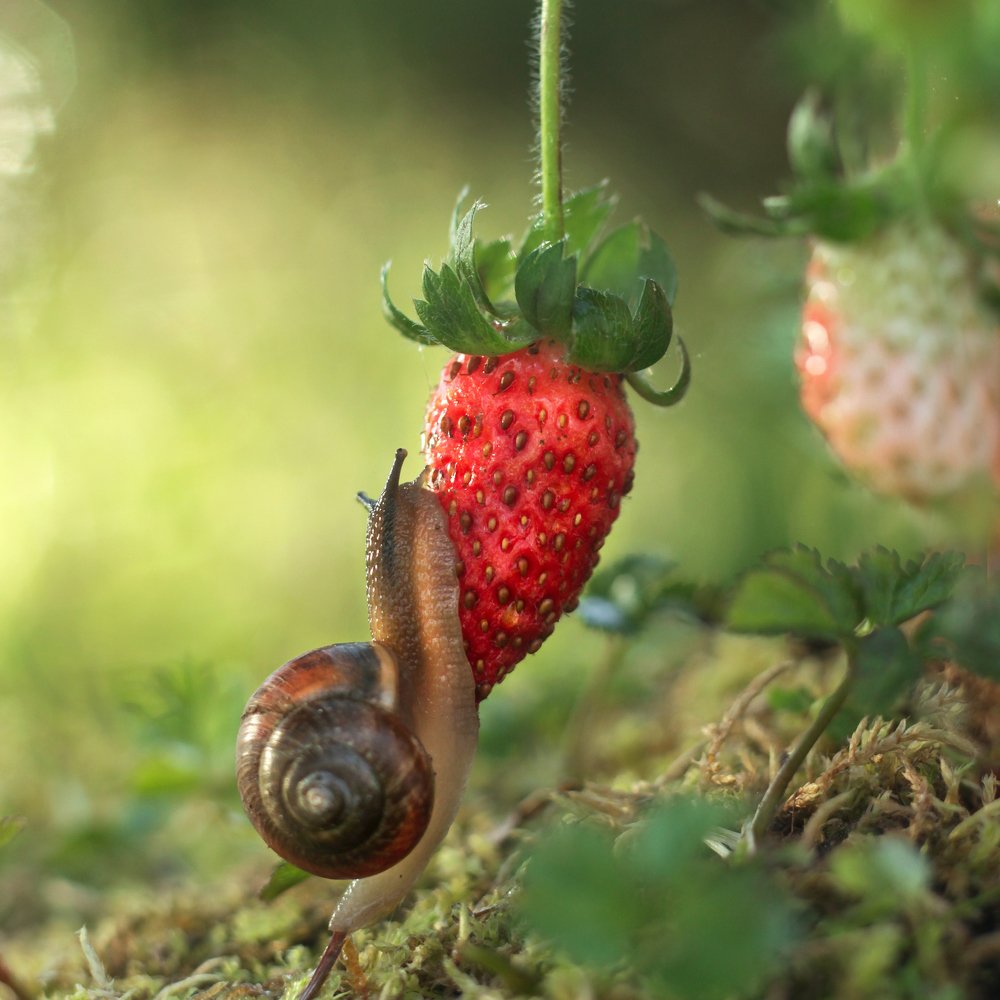 Photograph by Алина Евсеева