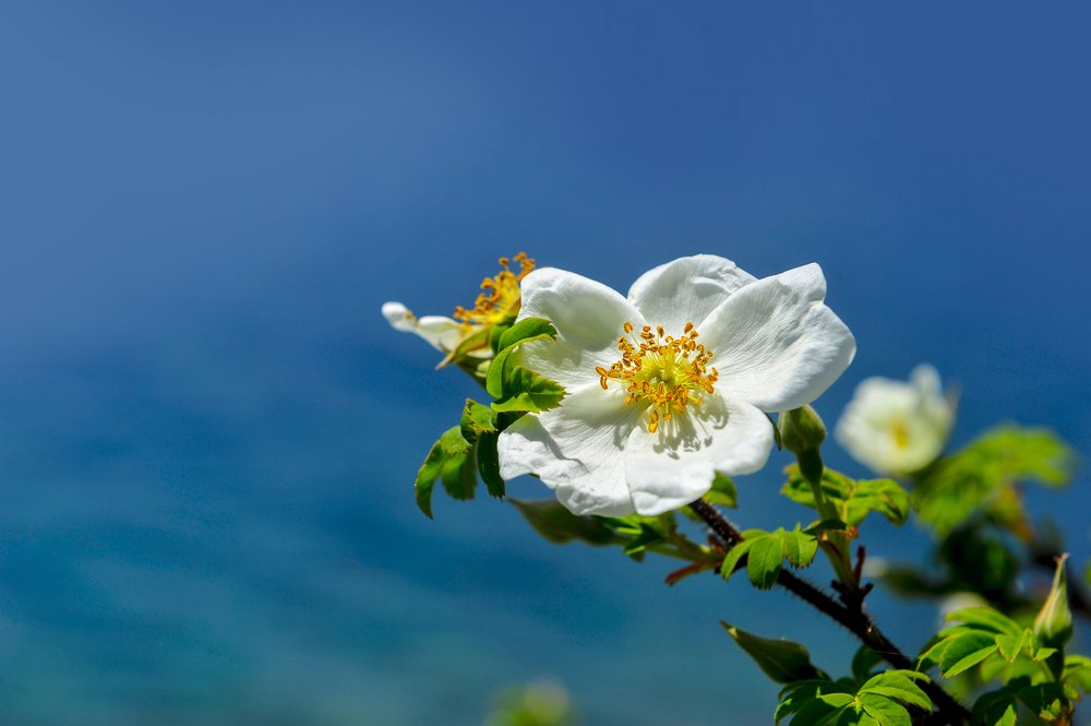 Photograph by Sundar Basnet