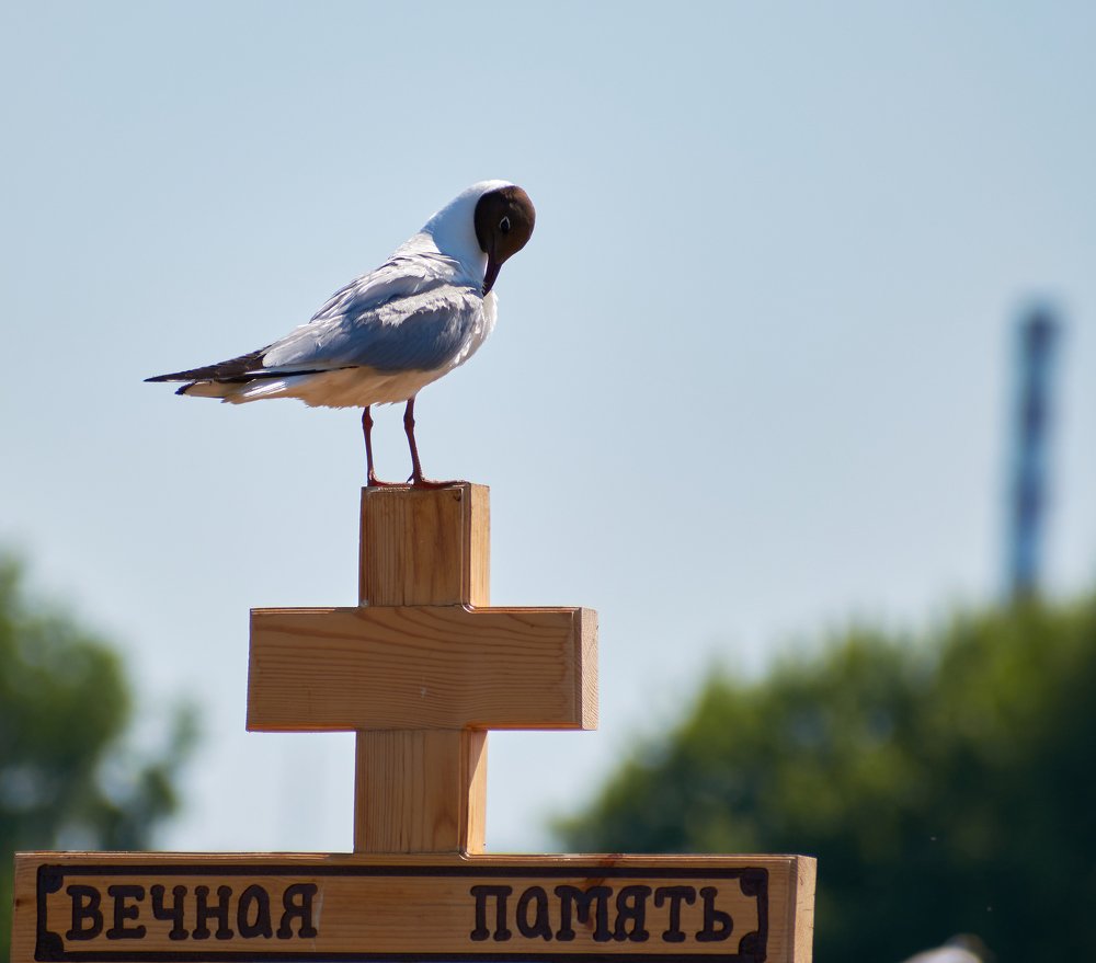 Photograph by Сергей Ветошкин