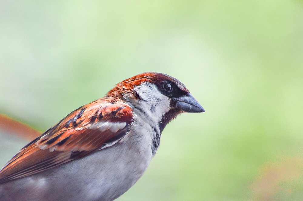 Photograph by MD AKBAR HOSSAIN Akbar