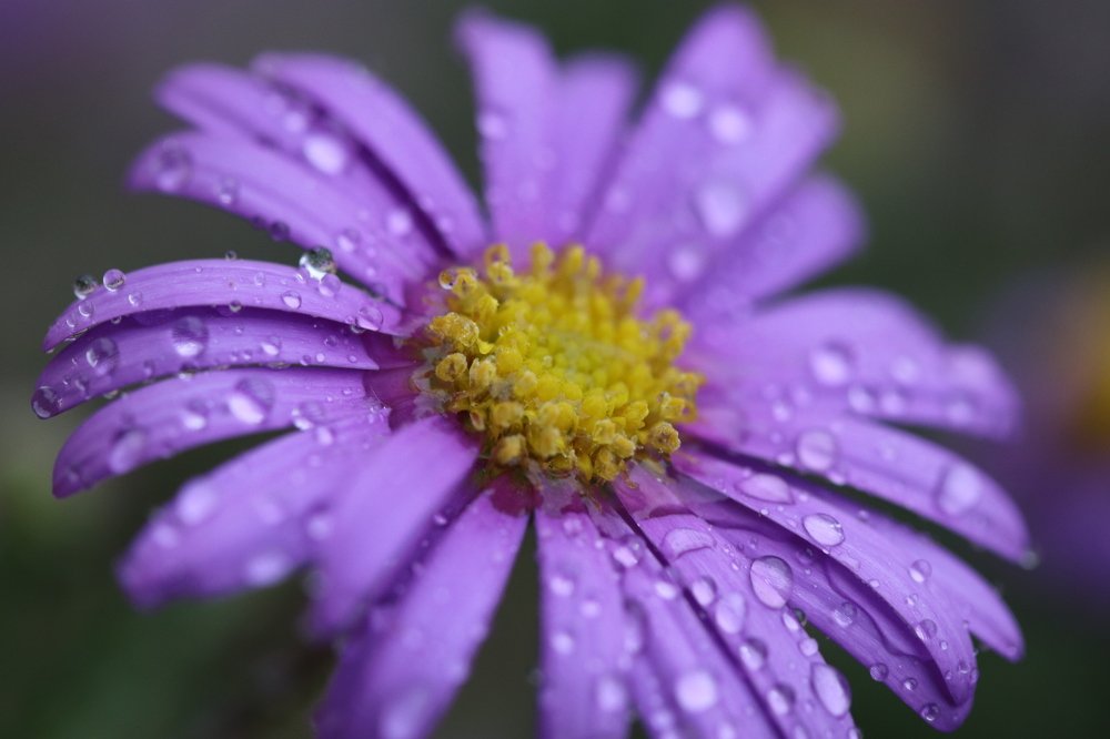 Photograph by Nagy Tibor