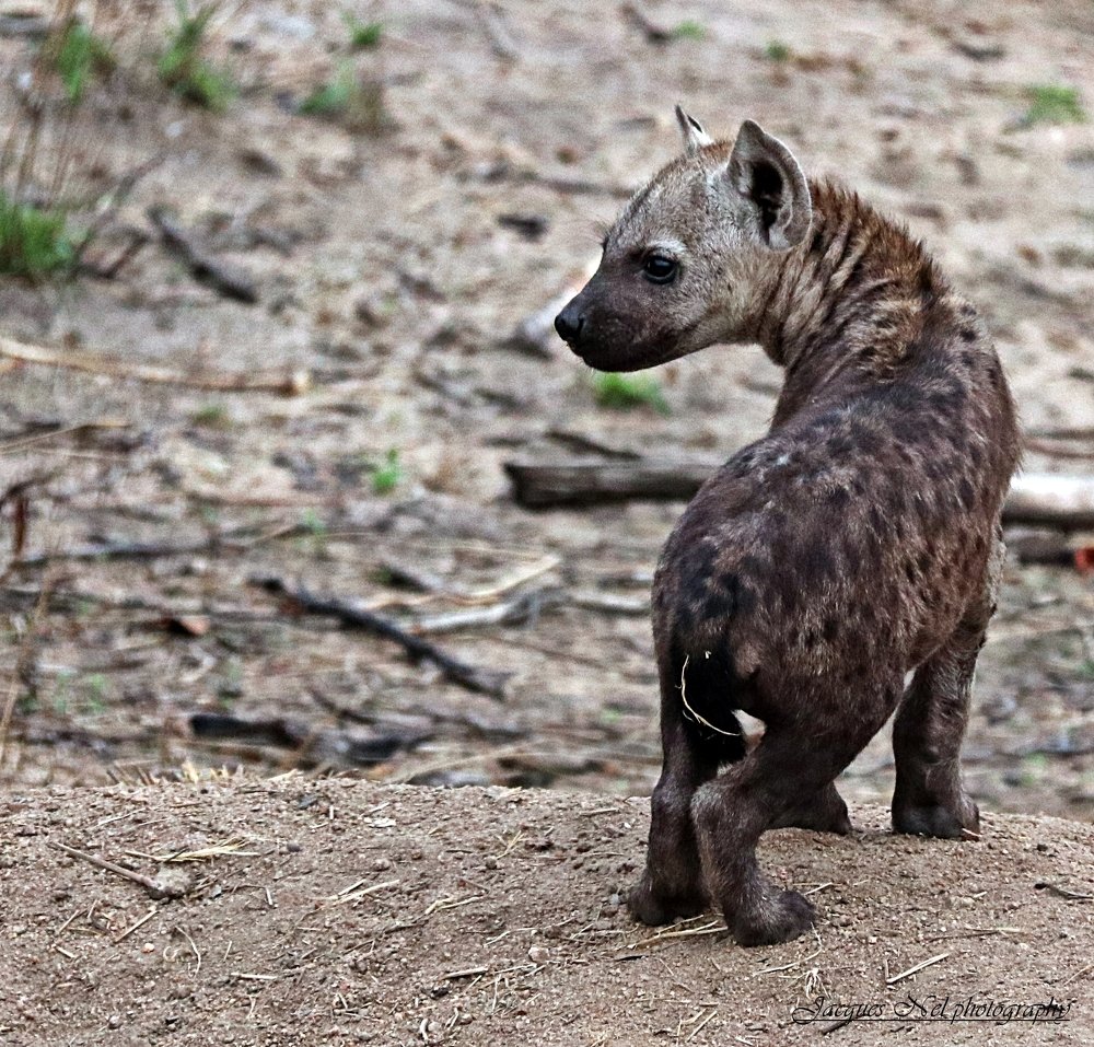 Hyena