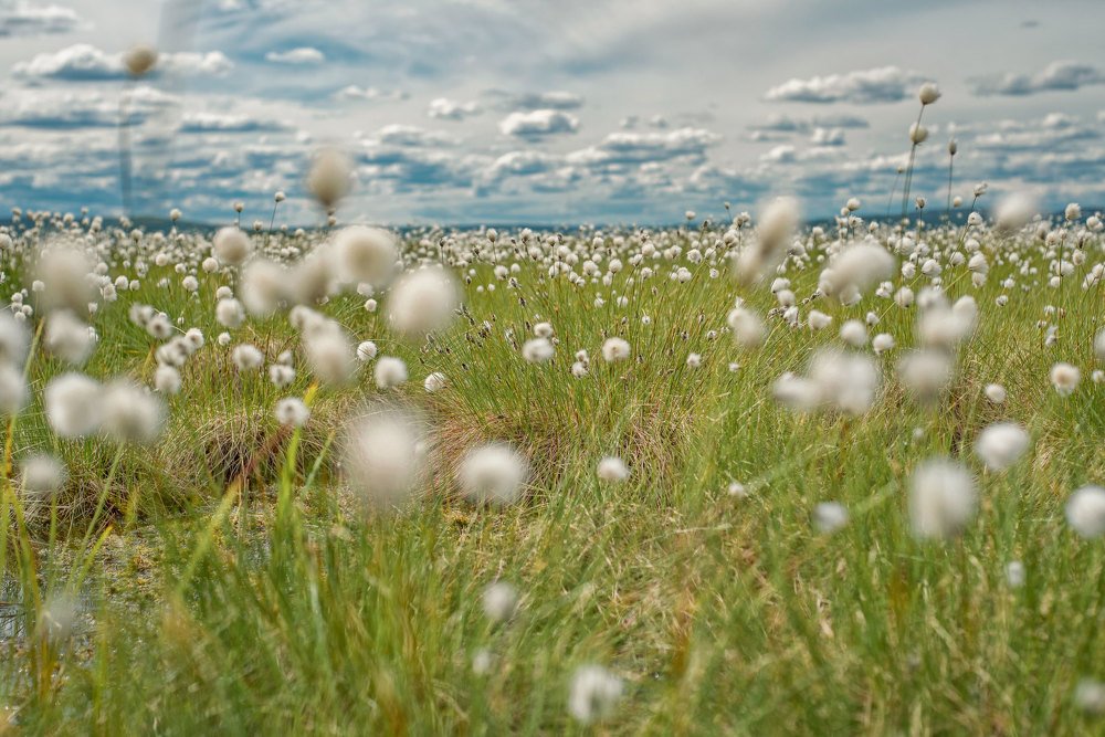 Photograph by Марина Зборацкая