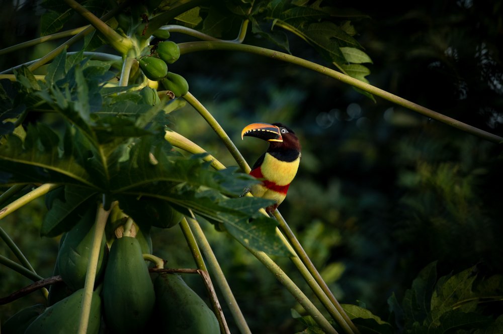 Araçari Castanho from Brazil