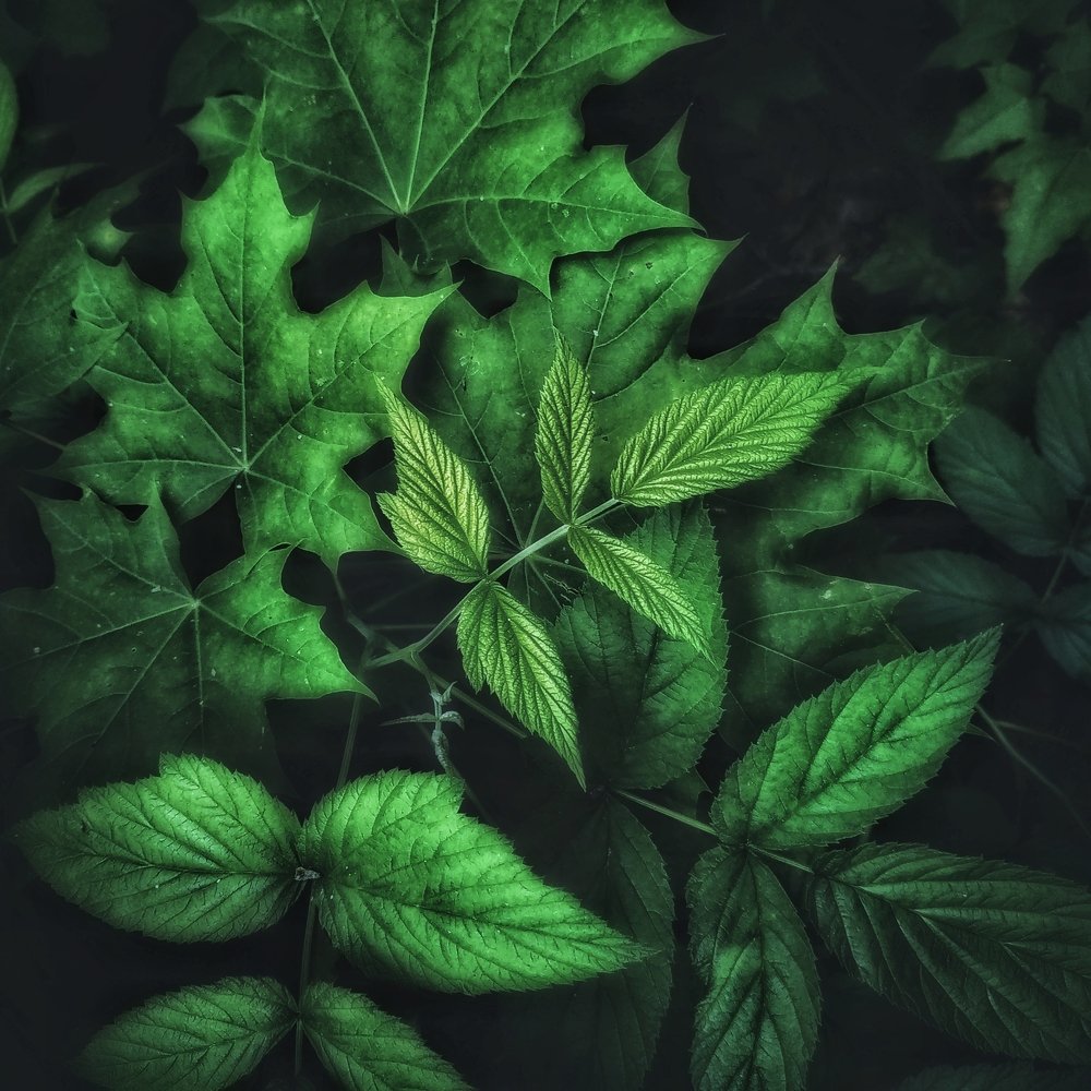 Photograph by Александр Сибиров