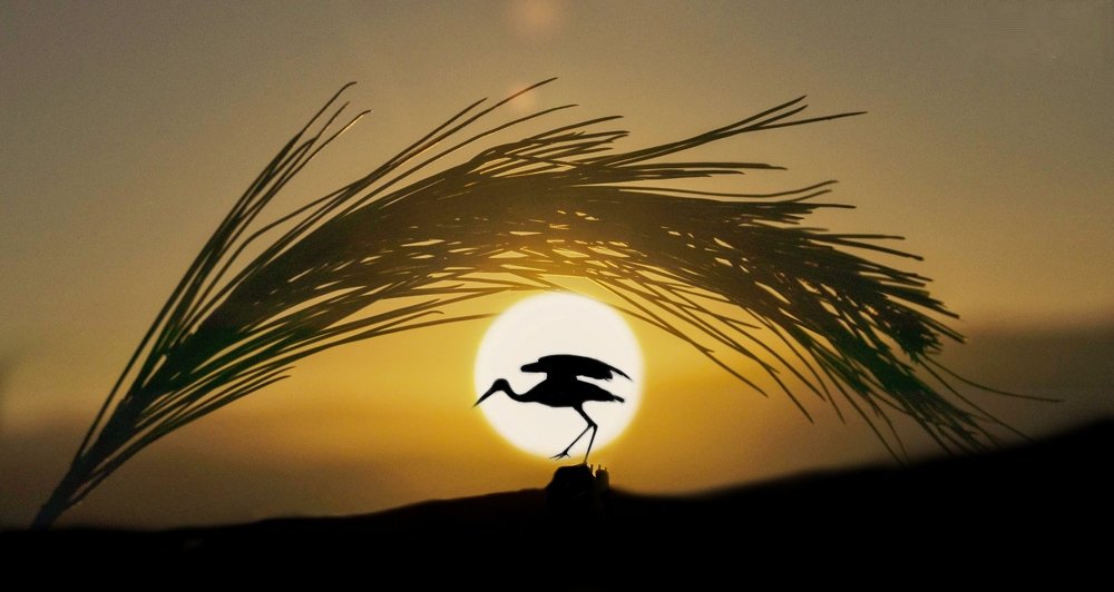 Photograph by Makhloufi Daoud