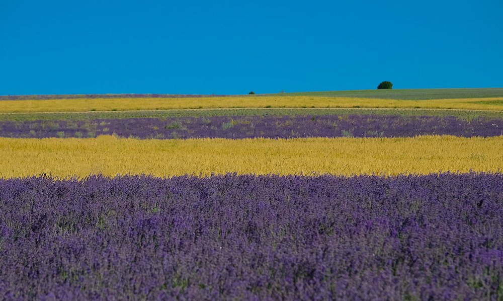 Аромат лаванды