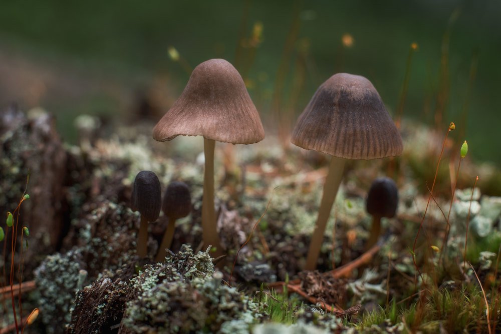 Photograph by Марина Зборацкая