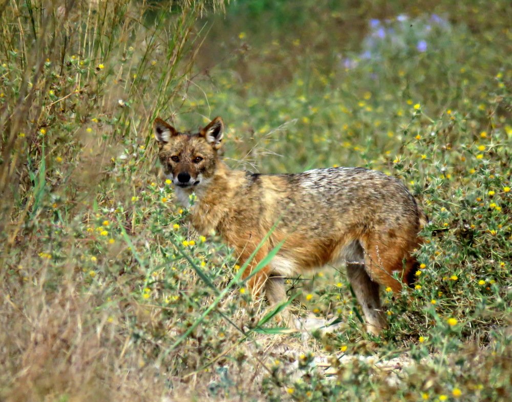 Молодой шакал .