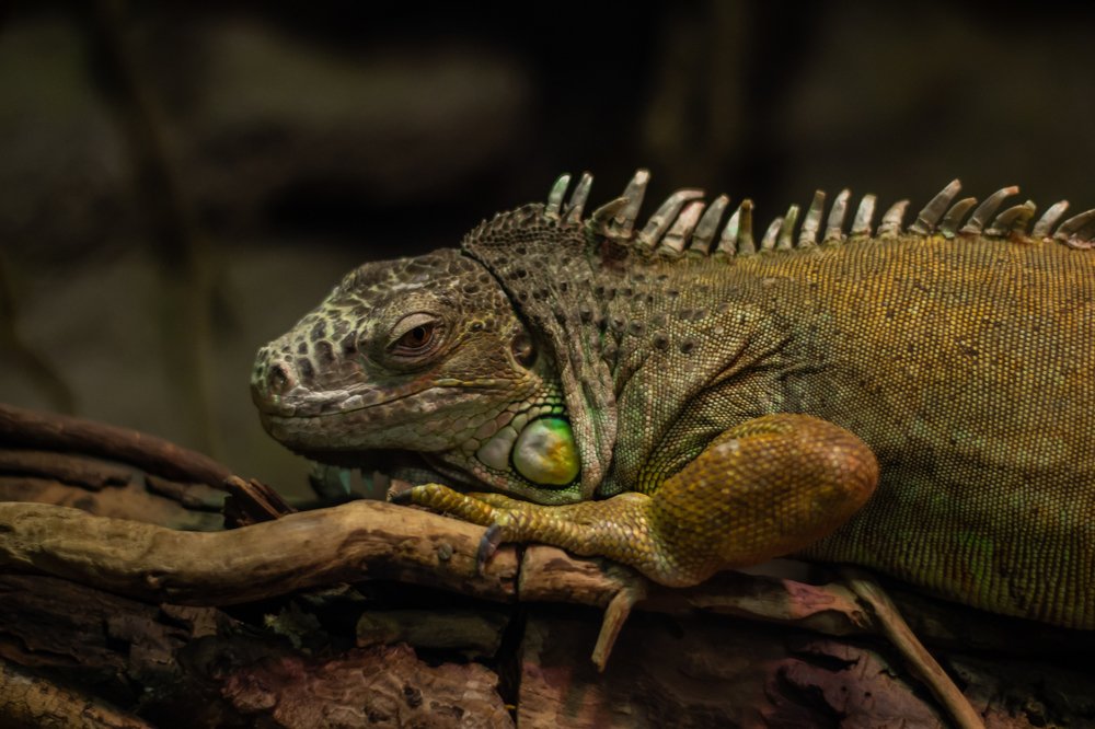 Photograph by Marine Meliksetyan