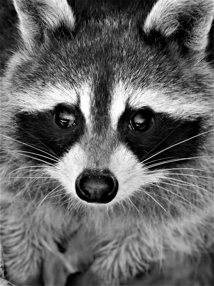 Photograph by Mauro Horta