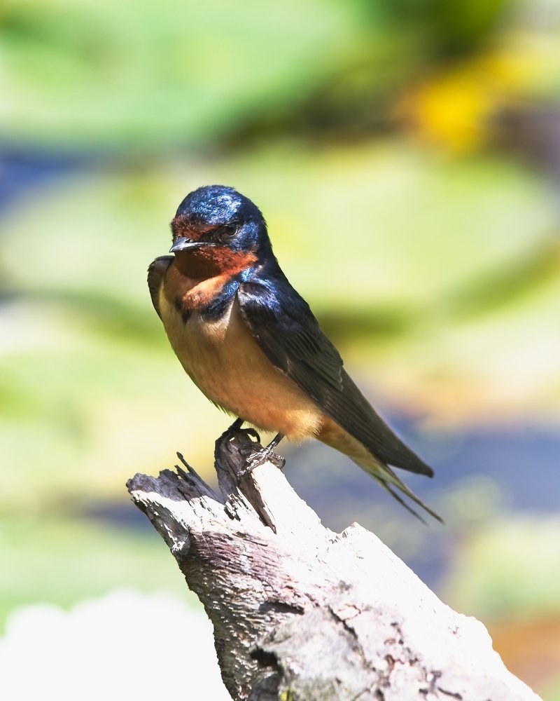 Photograph by Mauro Horta