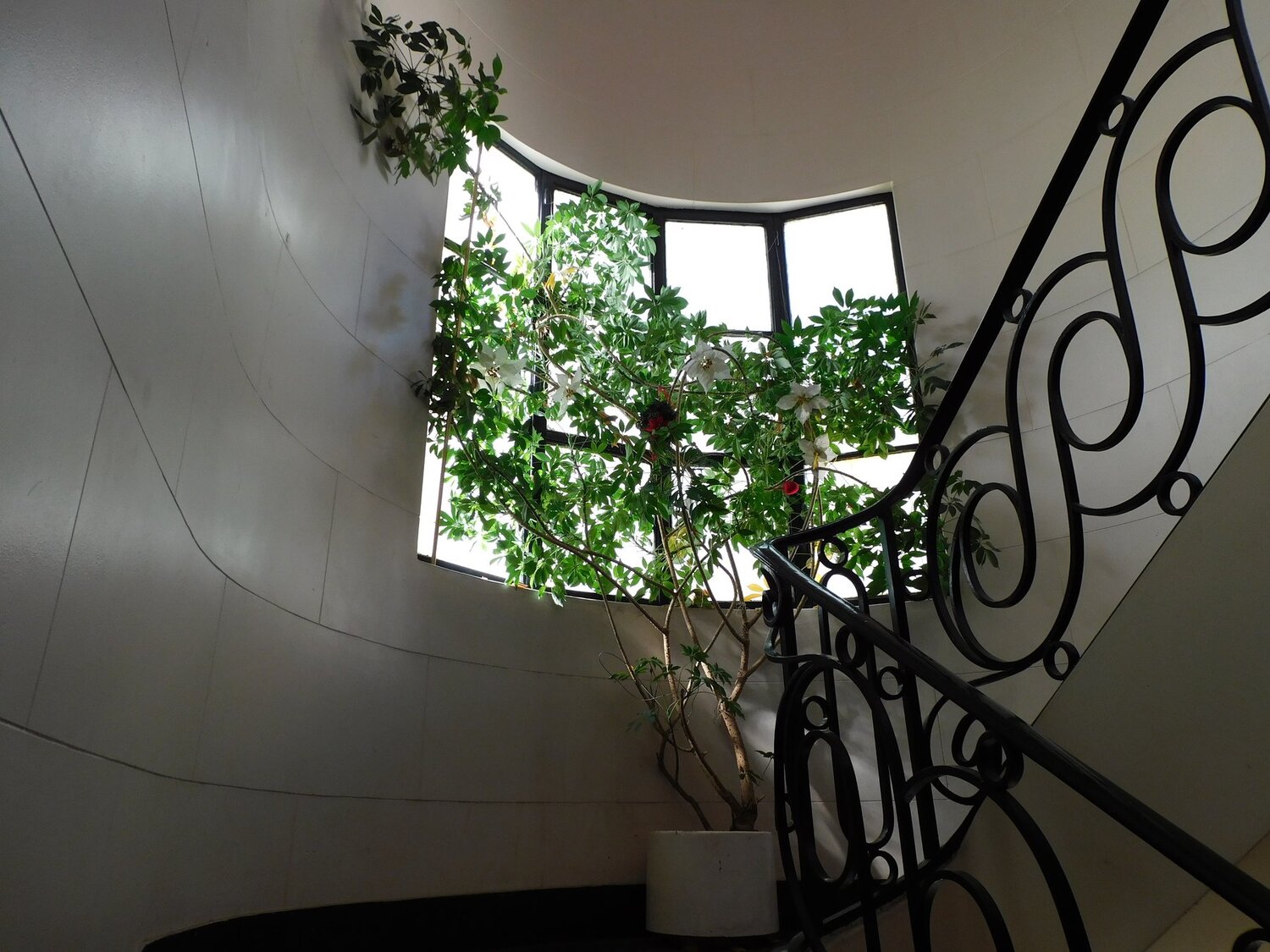Naturaleza dentro de residencia urbana (atrapando el sol)