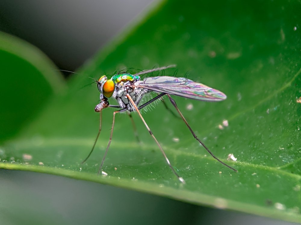 Long legged fly With Kill