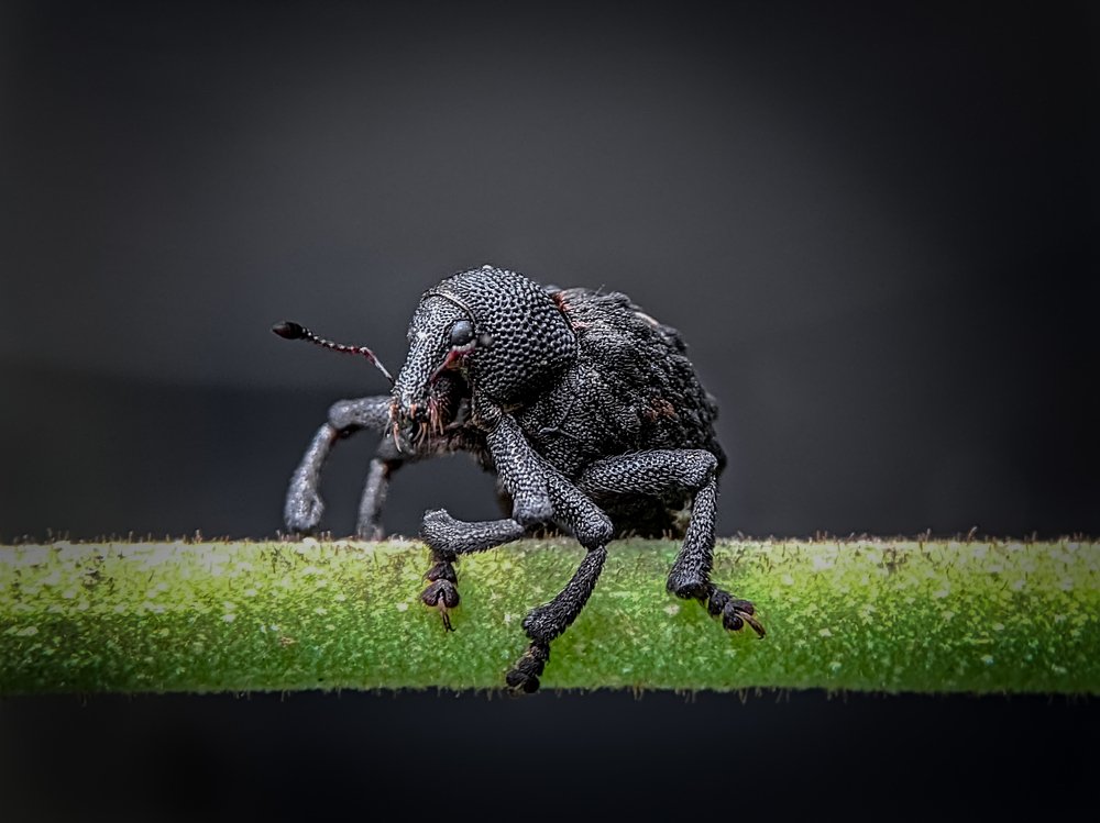 A Weevil