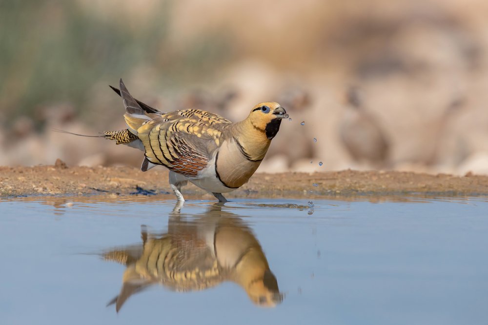 Белобрюхий рябок