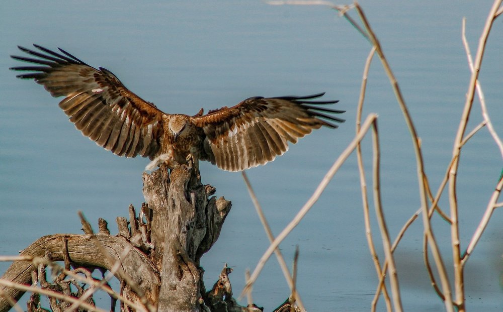 Фотография автора Atham Lebbe Zulfa