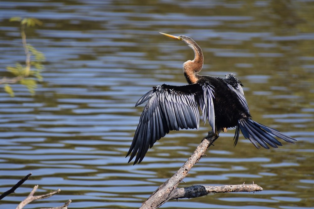 The sunlight enjoying Darter