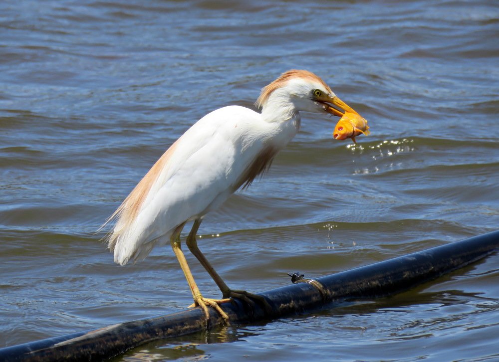 Египетская цапля и золотая рыбка