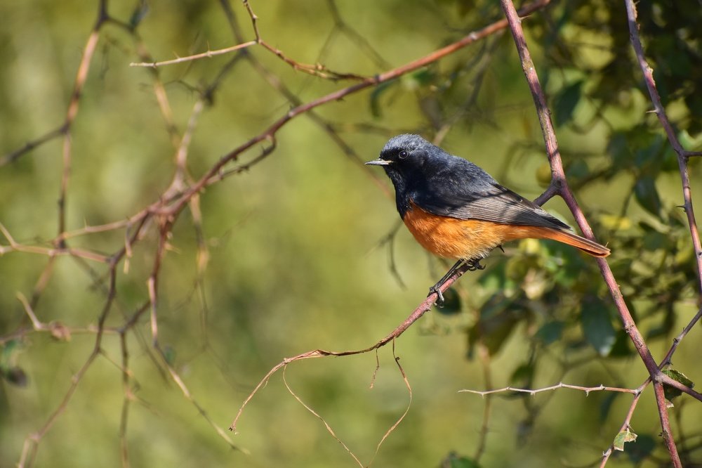 Looking of Black Redstart