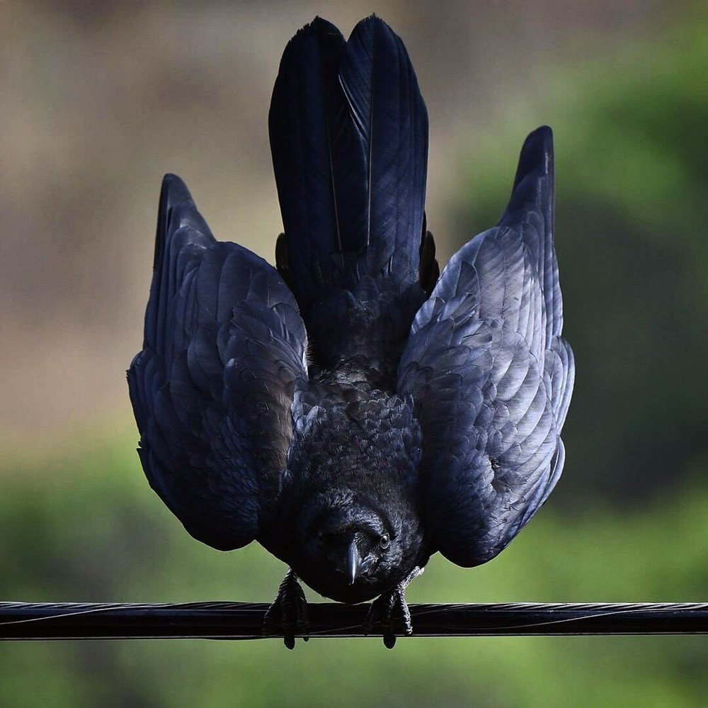 Фотография автора Mansoor Heydaryan