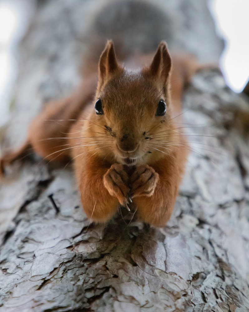 Photograph by Oleksandr Troitskyi