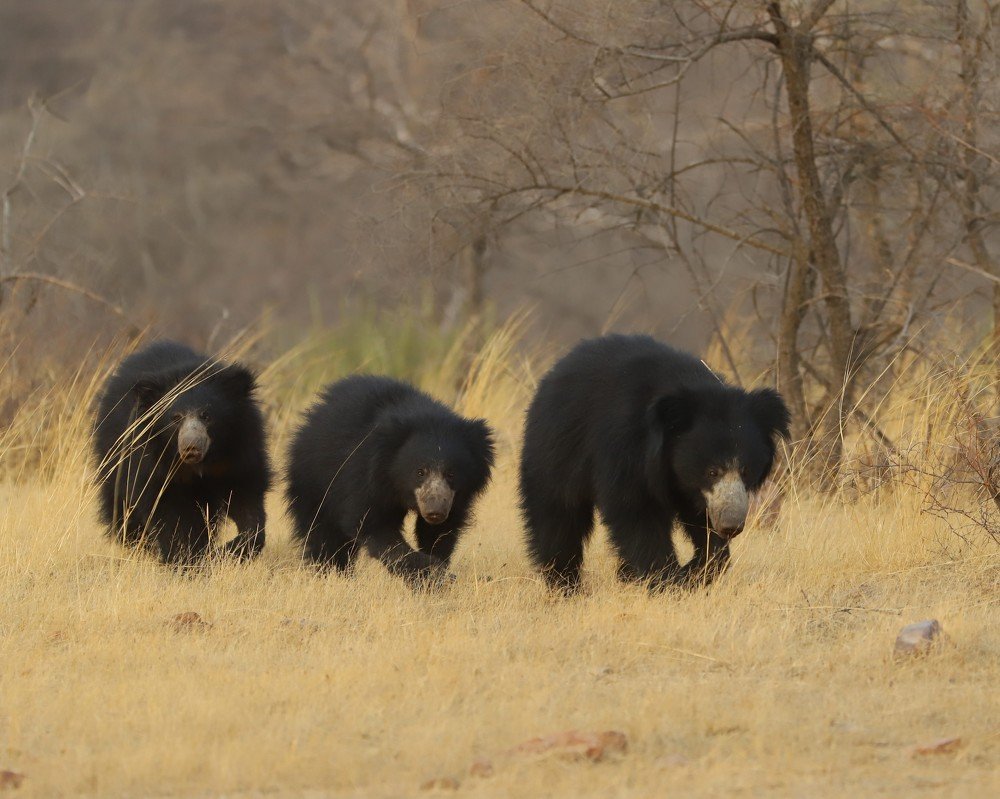 Sloth bear mother with her cubs