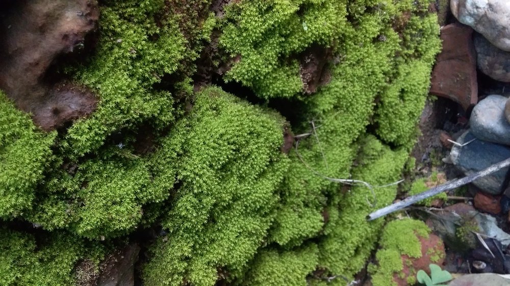 Photo #4781672