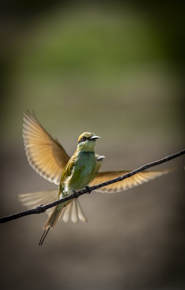 Green Bee-Eater