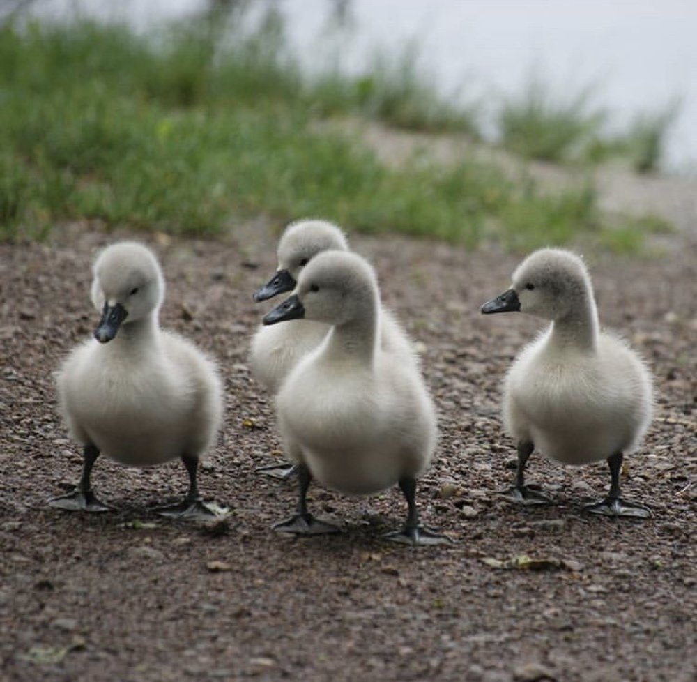 Тимур и его команда