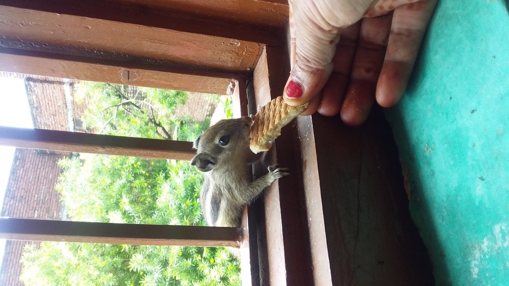 Photograph by Monika kumari Gupta