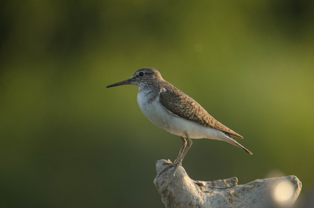 Photograph by Владимир Стрелков