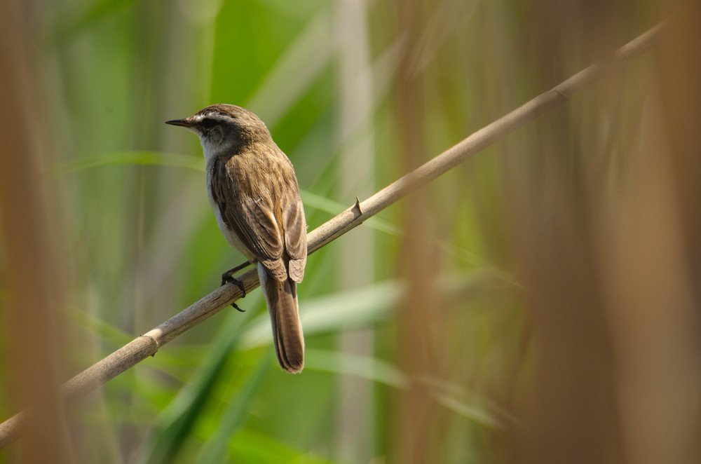 Photograph by Владимир Стрелков